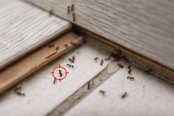 Best Pest Prevention Services  in Orlinda, TN