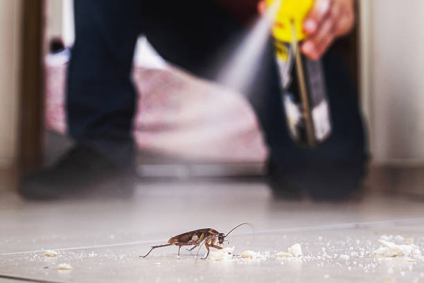 Best Bed Bug Extermination  in Orlinda, TN