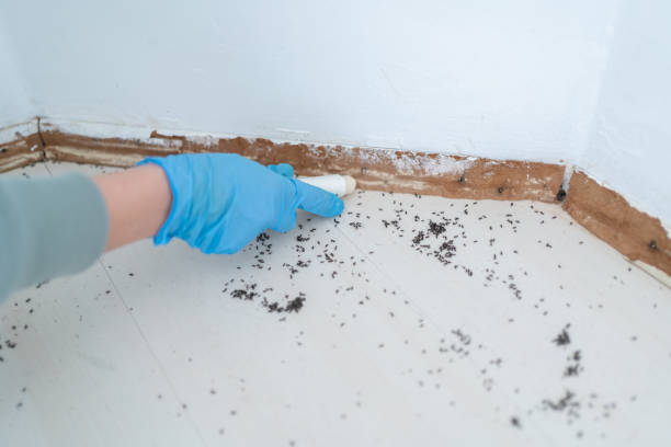 Best Mosquito Control Services  in Orlinda, TN